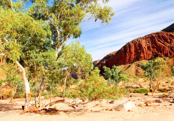 Ghost Gum in the Gorge by Lexa Harpell